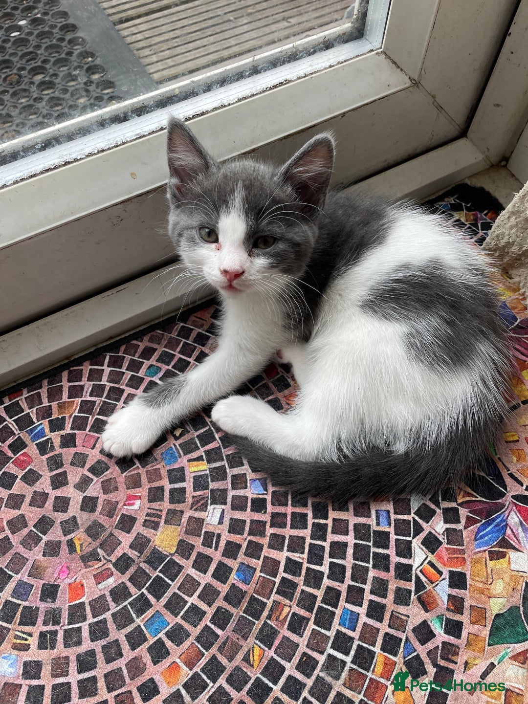 British Shorthair cats for sale: 2 BSH available next week for their forever family - Image 7