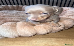 Miniature Dachshund dogs for sale: Miniature Dachshund Puppies - Image 17