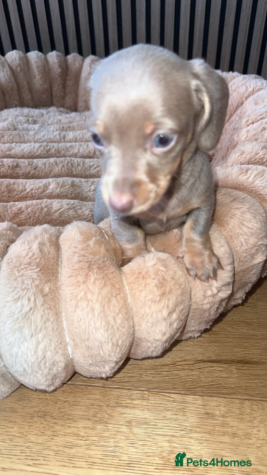 Miniature Dachshund dogs for sale: Miniature Dachshund Puppies - Image 17