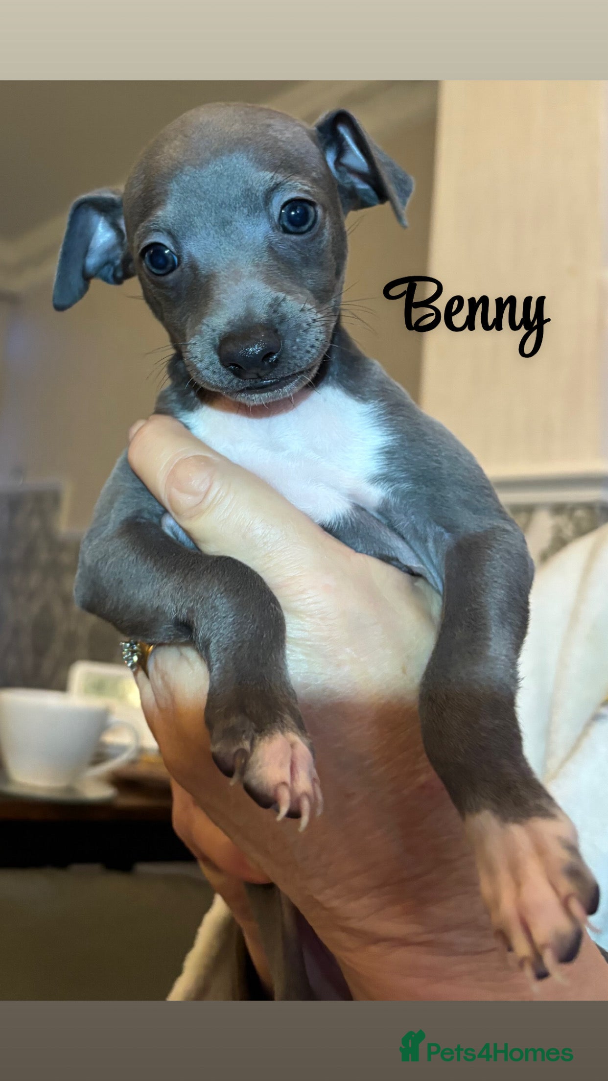 Italian Greyhound dogs 3 Stunning Italian greyhound puppies🐾💙💕  - Advert 3