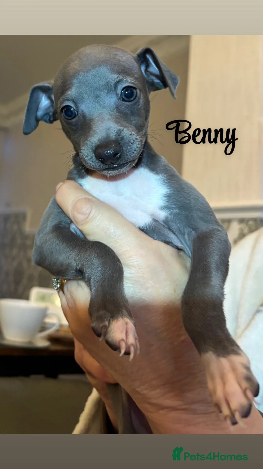 Italian Greyhound dogs for sale: 3 Stunning Italian greyhound puppies🐾💙💕  - Advert 1