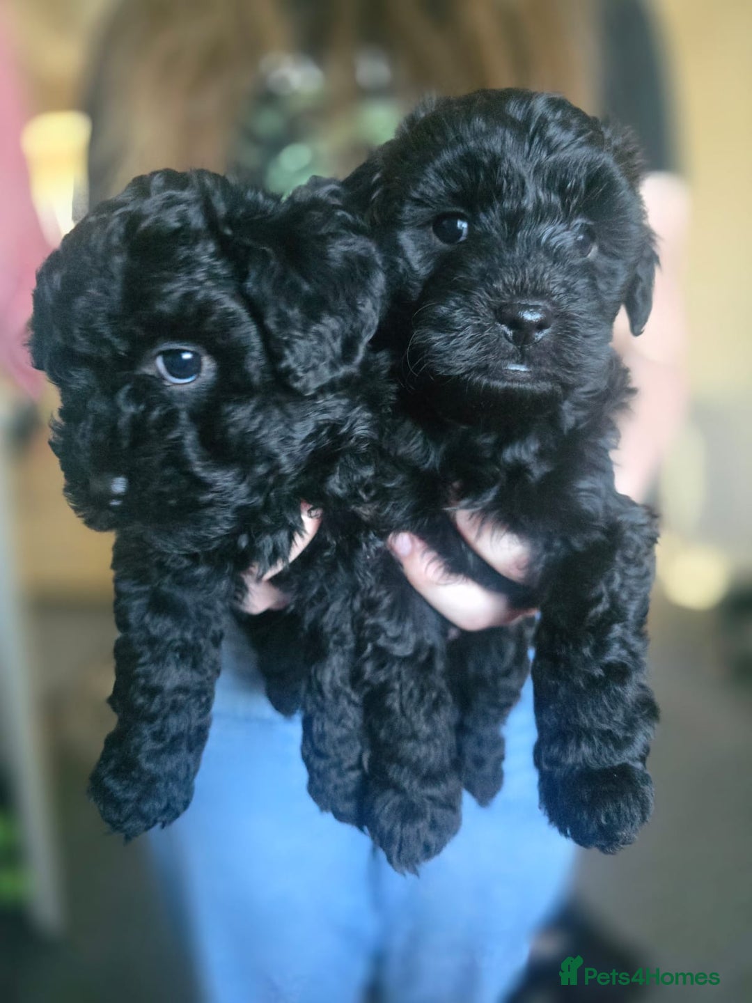 Mixed Breed dogs for sale: Mixed breed puppies 6 weeks old  - Advert 6