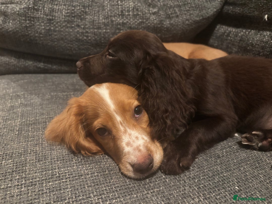 Cocker Spaniel dogs for sale: Two cocker spaniels - Advert 9