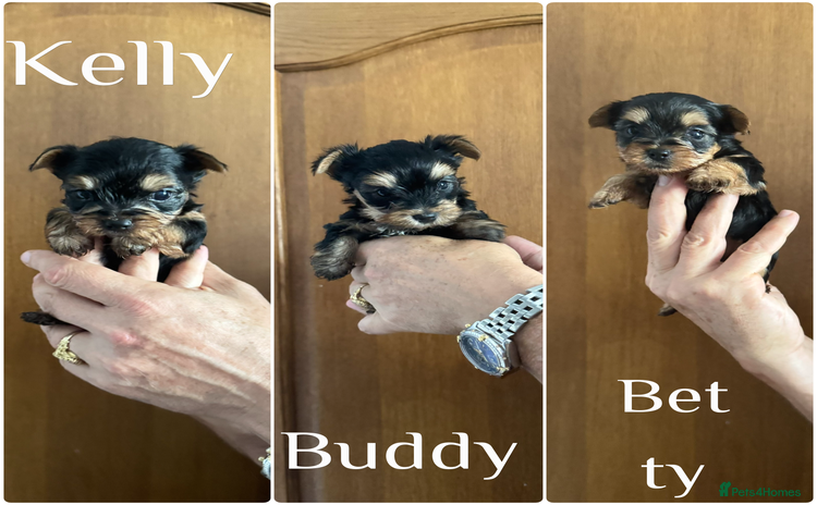 Yorkshire Terrier dogs - Advert 3