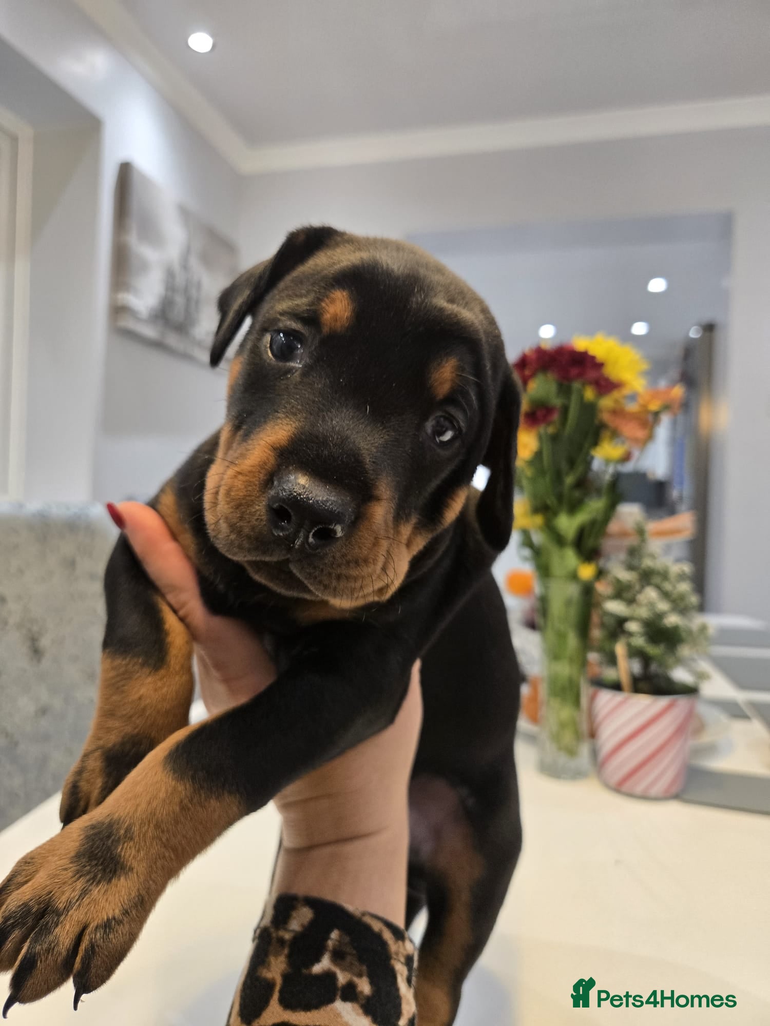 Dobermann dogs 🥇European Champion Line Dobermann puppies 🐶 🏆  - Advert 1