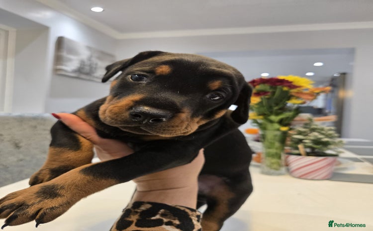 Dobermann dogs 🥇European Champion Line Dobermann puppies 🐶 🏆  - Advert 2