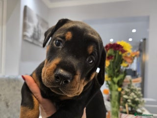 Dobermann dogs 🥇European Champion Line Dobermann puppies 🐶 🏆 - Advert 8