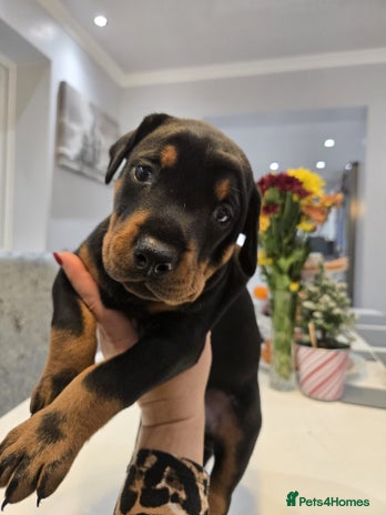 Dobermann dogs 🥇European Champion Line Dobermann puppies 🐶 🏆 - Advert 2