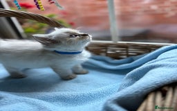 Ragdoll cats for sale: One gorgeous boy,  Luxury pedigree. - Image 14