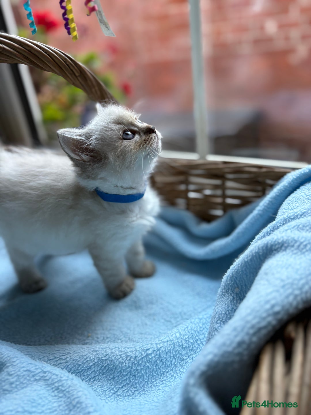 Ragdoll cats for sale: One gorgeous boy,  Luxury pedigree. - Image 14