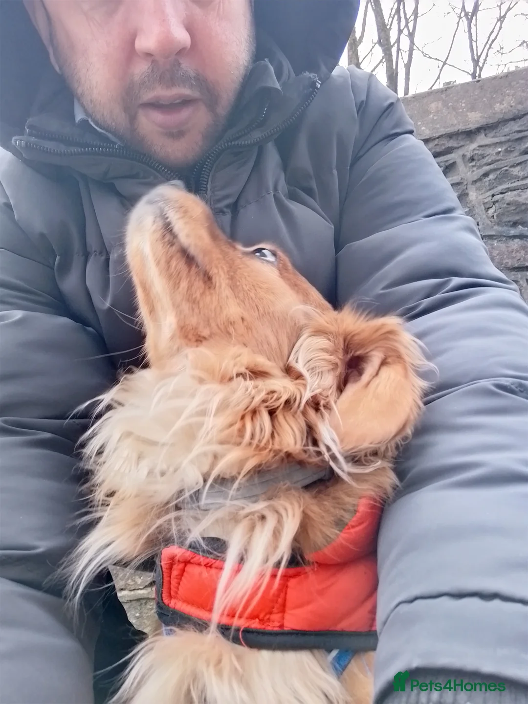 Cavapoochon dogs for stud: Cavapoochon Stud Dog - Advert 10