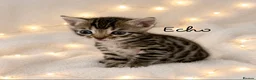 Bengal cats for sale: 🎬 Little Leopard Diaries | TICA BENGAL KITTENS 💎 - Advert 14