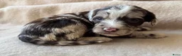 Sproodle dogs for sale: F1 Sproodle Puppies  - Advert 32
