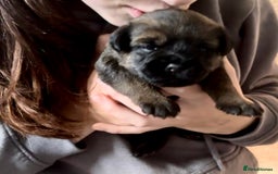 Border Terrier dogs for sale: Slem clear KC Registered  Border Terriers  - Image 1