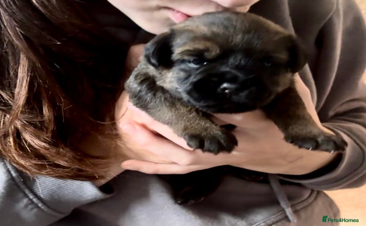 Border Terrier dogs - Advert 1