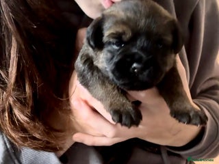 Border Terrier dogs - Advert 1