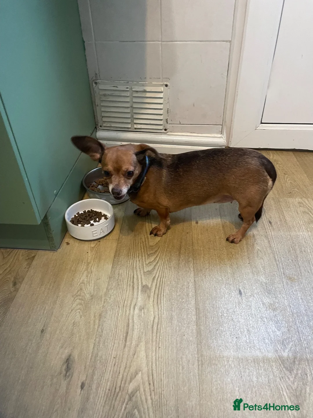 Chiweenie dogs for sale: Adult home only female Chihuahua x Dachshund  - Advert 2