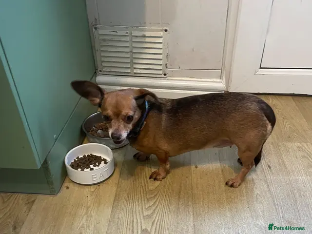 Chiweenie dogs for sale: Free to good adult home! Chihuahua x Dachshund - Advert 6