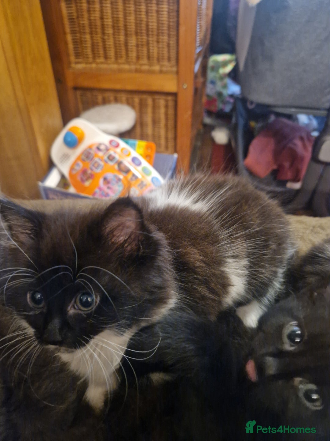 British Shorthair cats for sale: Cute kittens for sale  - Image 14