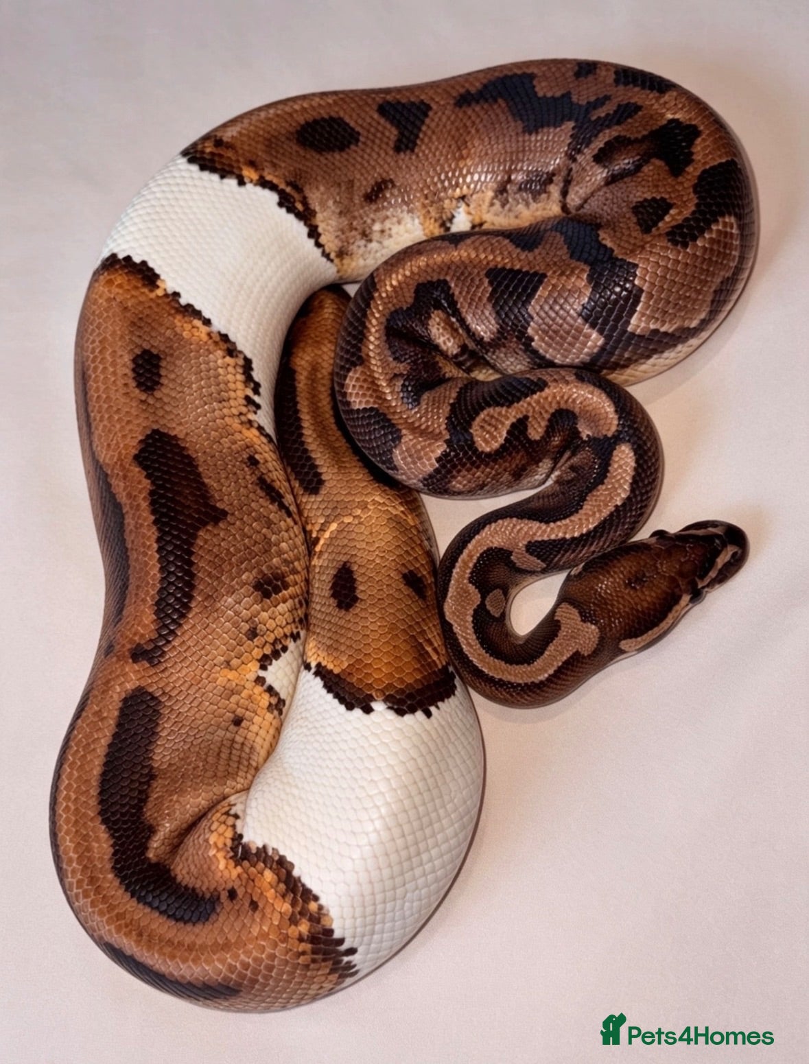 Python Snake reptiles Piebald poss albino  - Advert 1