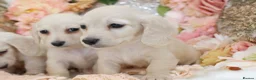 Miniature Dachshund dogs for sale: KC Cream Longhair Miniature Dachshund Puppies - Advert 9