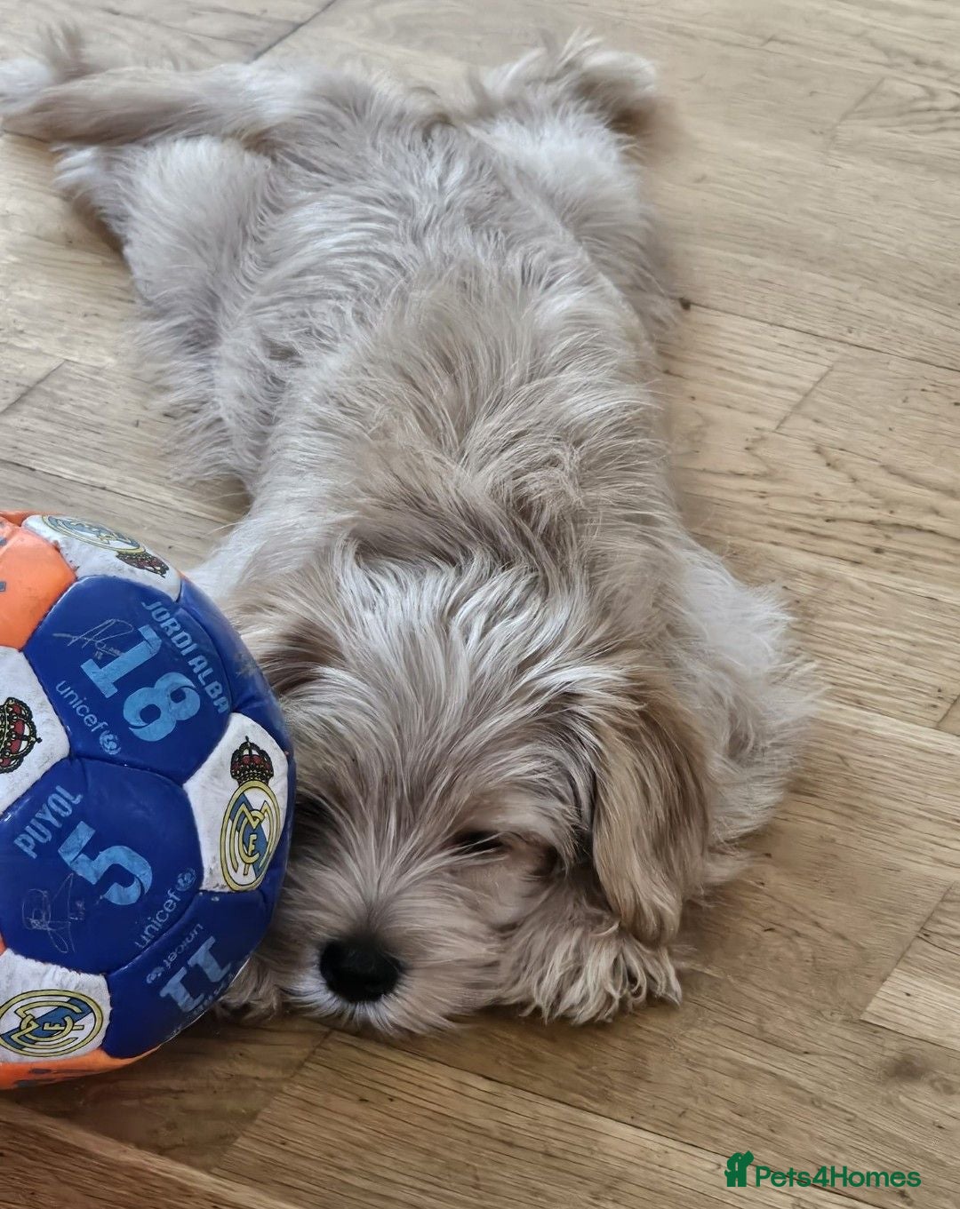Yorkiepoo dogs Yorkipoo puppy 15 weeks Boy - Advert 4