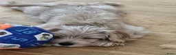 Yorkiepoo dogs for sale: Yorkipoo puppy 15 weeks Boy in London - Advert 1