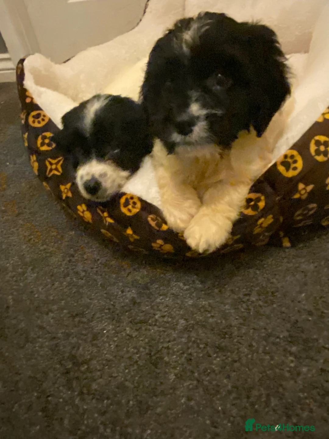 Sproodle dogs for sale: Sproodles puppies available now spaniel x poodle - Advert 6