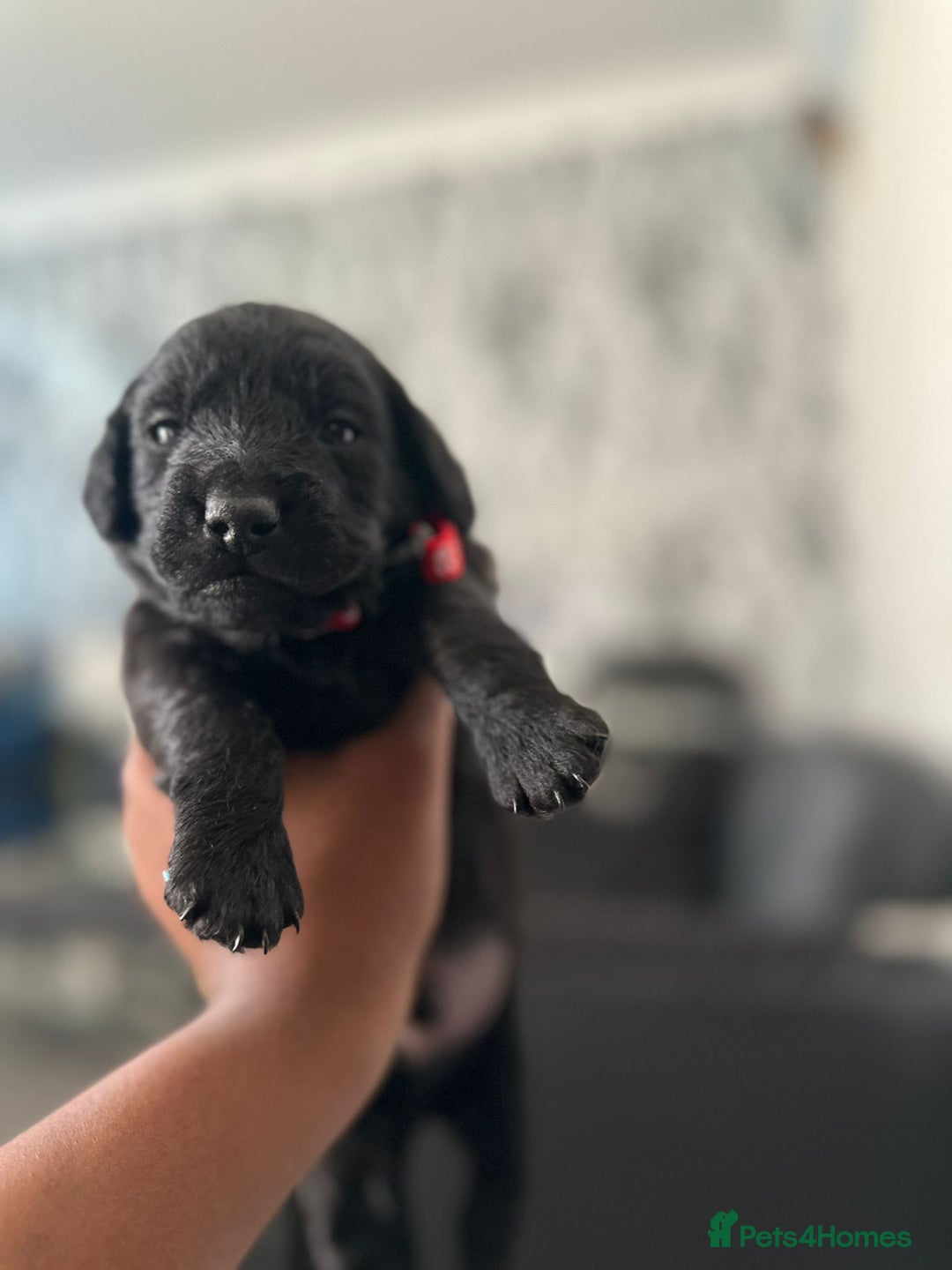 Doxiepoo dogs for sale: Stunning Doxiepoo Puppies for sale  - Advert 7