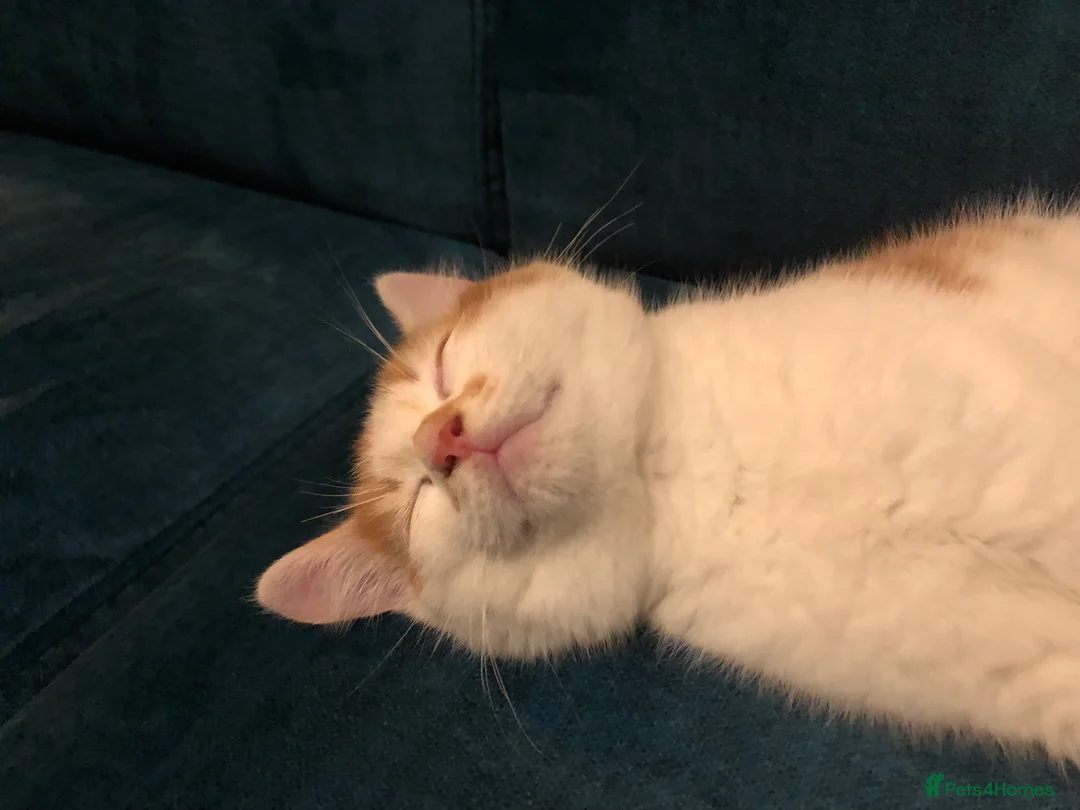 Mixed Breed cats for sale: 3 darling kittens looking for new homes - Advert 16