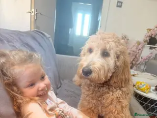 Goldendoodle dogs Gorgeous tuxedo Goldendoodle girl - Advert 1