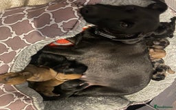Mixed Breed dogs for sale: Dachshund cross Patterdale - Image 30