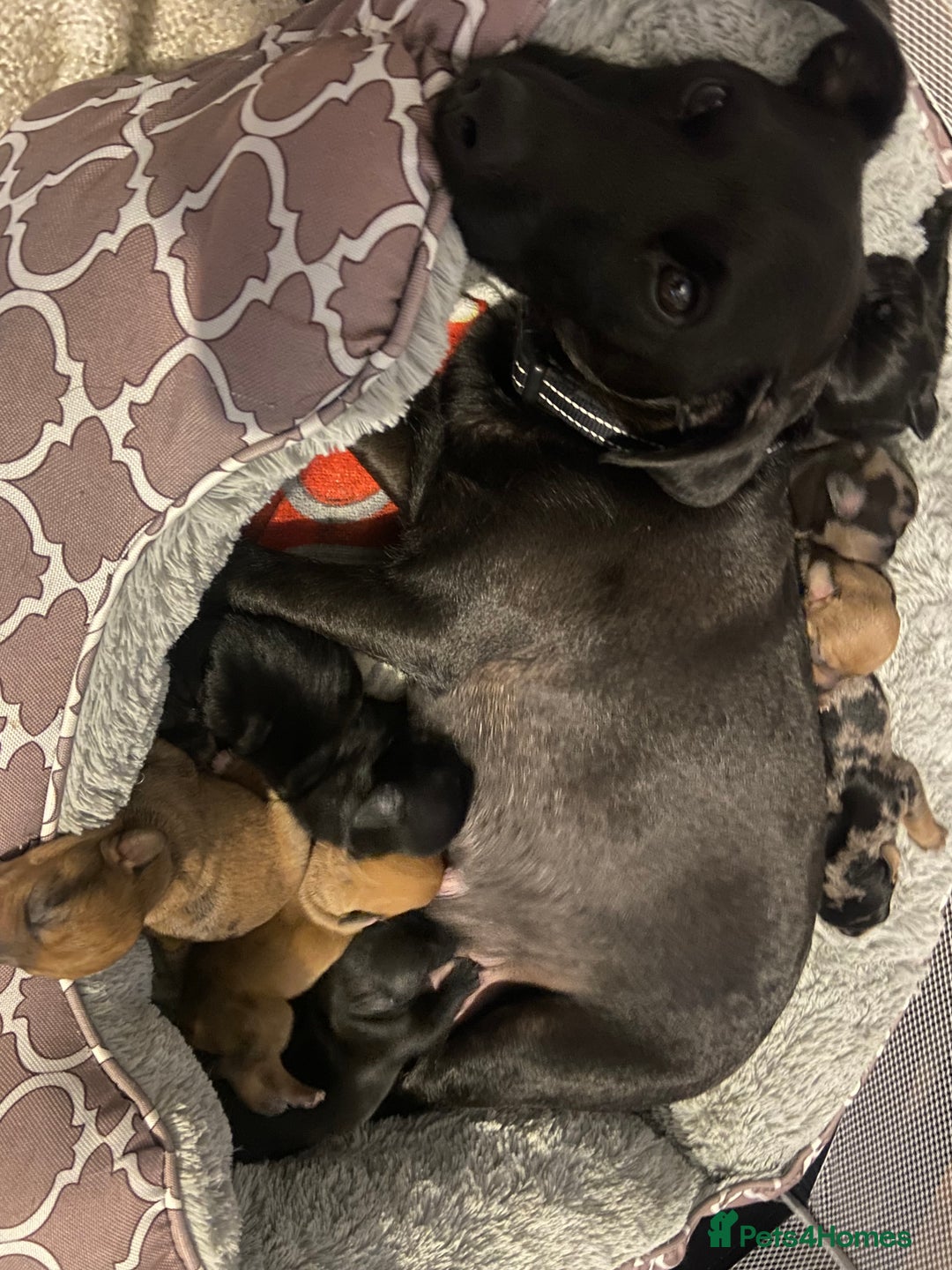 Mixed Breed dogs for sale: Dachshund cross Patterdale - Image 30