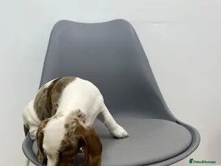 Dachshund dogs Dachshund is not just dog is your friend forever - Advert 4