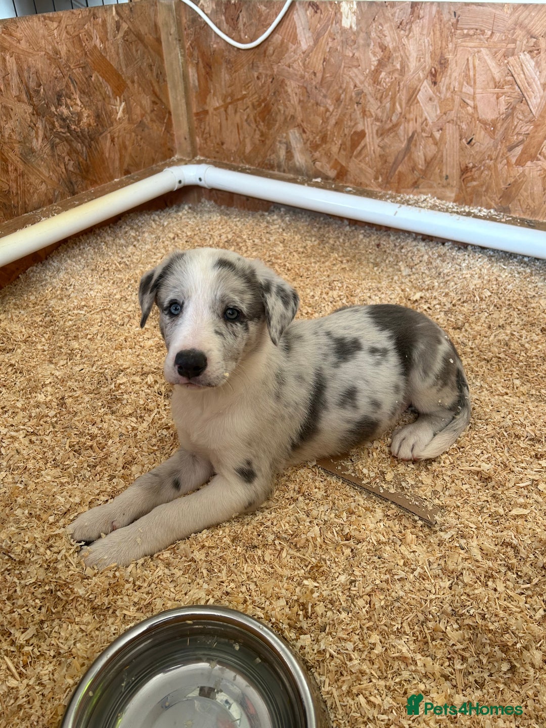 Border Collie dogs for sale: Blue Merle Collie Pup - Image 1
