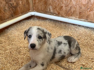 Border Collie dogs - Advert 2