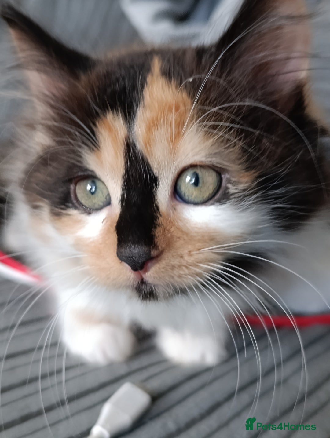 Domestic Shorthair cats for sale: cute mix breed kittens - Image 3