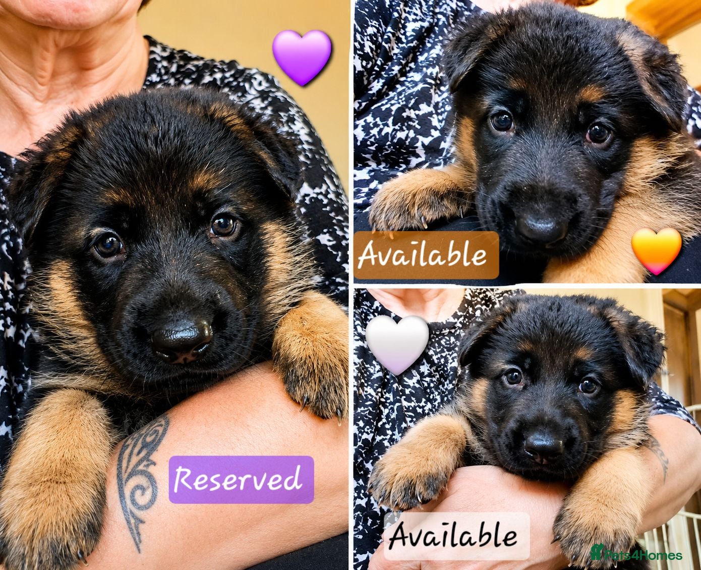 German Shepherd dogs Beautiful Chunky German Shepherd Puppies  - Advert 12