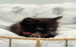 Ragdoll cats for sale: CUTE AND PLAYFUL HALF RAGDOLL KITTENS  - Image 4