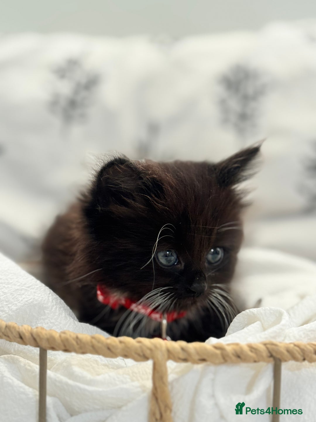 Ragdoll cats for sale: CUTE AND PLAYFUL HALF RAGDOLL KITTENS  - Image 4