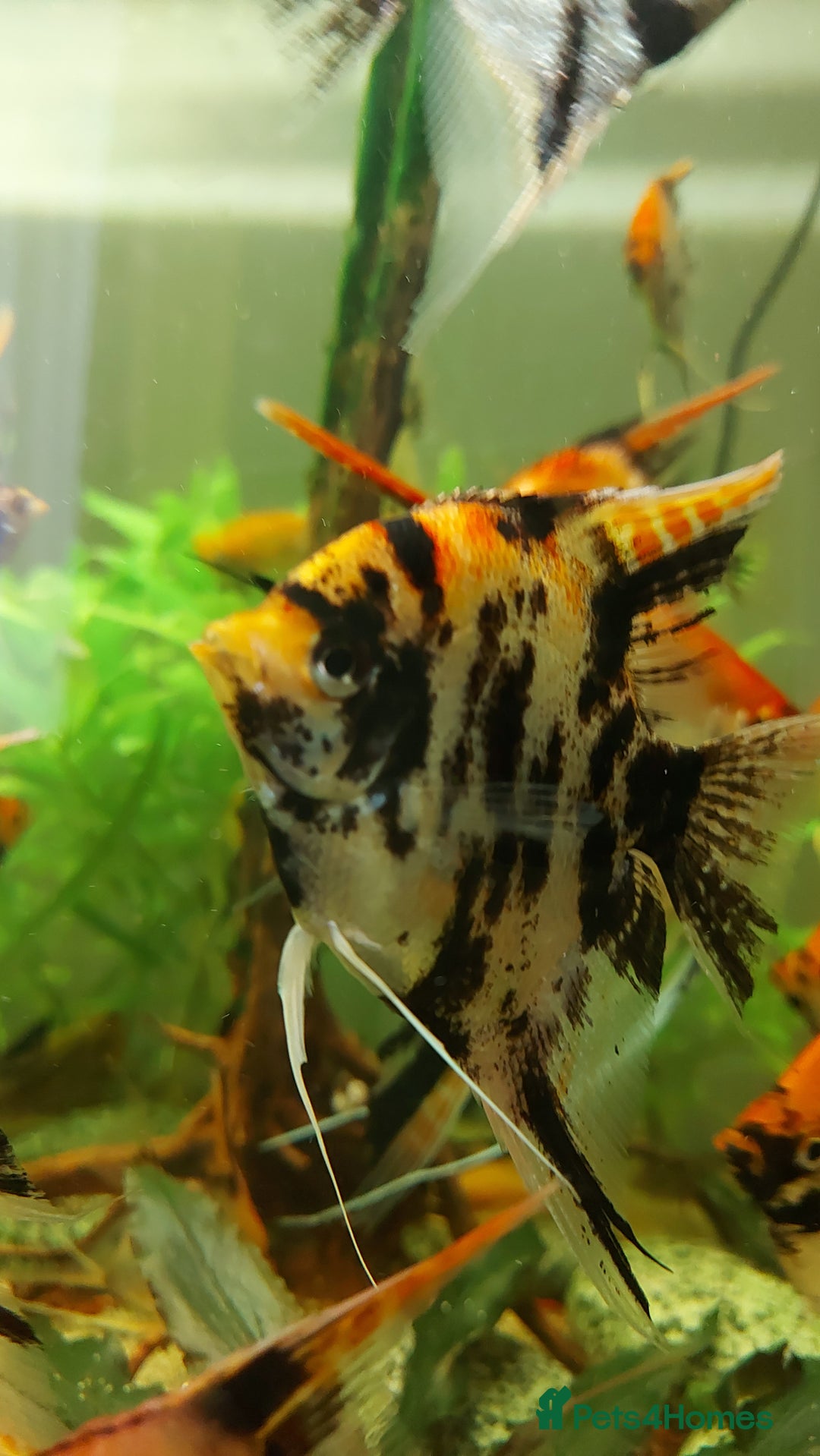 Angelfish fish for sale: Koi & Golden Marble Angelfish - Advert 5