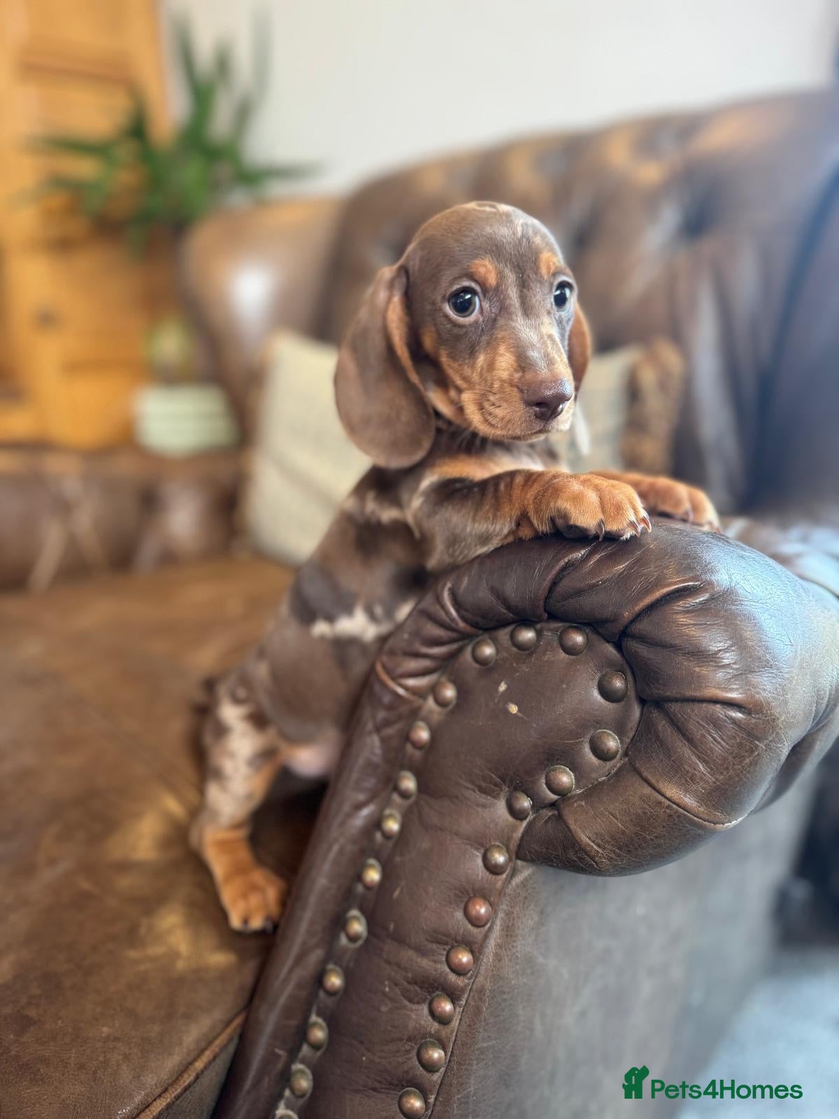 Miniature Dachshund dogs Miniature Dachshund Puppies  - Advert 1