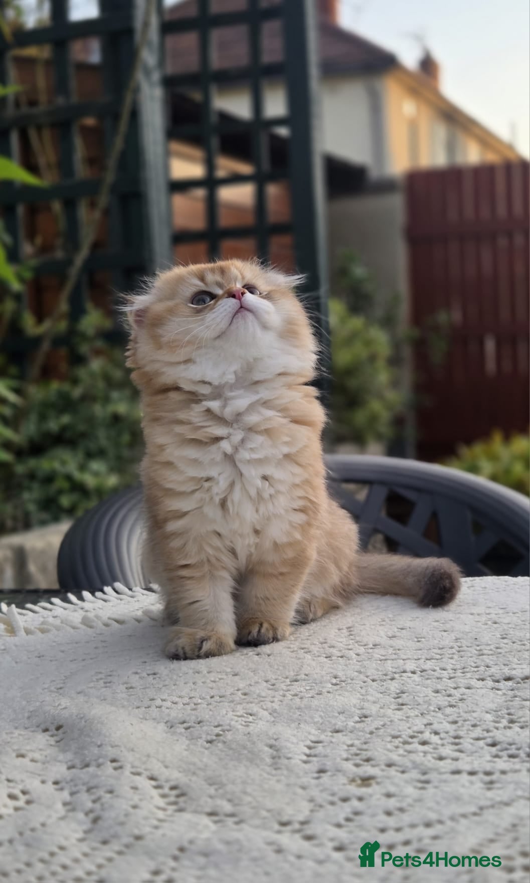 Scottish Fold cats Ready to leave Scottish Fold/Straight kittens ❤️  - Advert 1