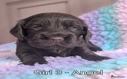 Cocker Spaniel dogs for sale: KC Registered Cocker Spaniel Puppies in Canterbury - Image 13