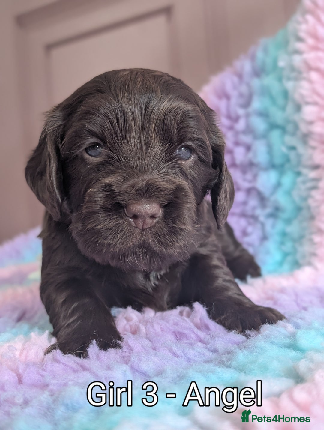 Cocker Spaniel dogs for sale: KC Registered Cocker Spaniel Puppies in Canterbury - Image 13