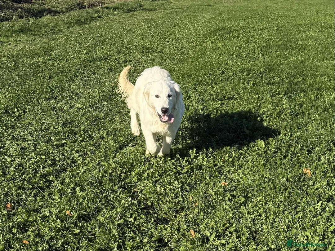 Golden Retriever dogs for sale: Stunning Golden Retriever boy.  - Advert 4