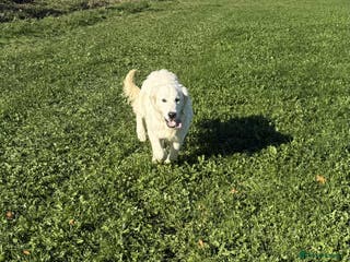 Golden Retriever dogs Stunning Golden Retriever boy. - Advert 5