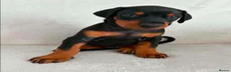 Dobermann dogs for sale: KC REGISTERED - DOBERMAN PUPPIES - Advert 25