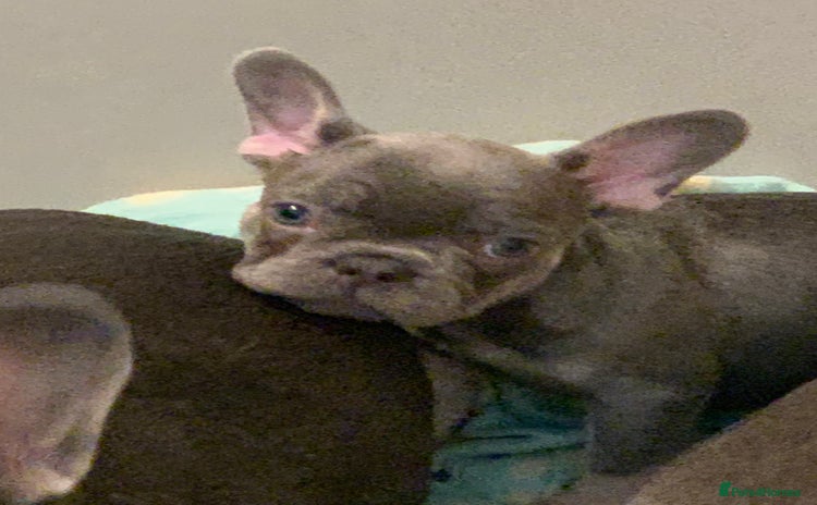 French Bulldog dogs - Advert 2