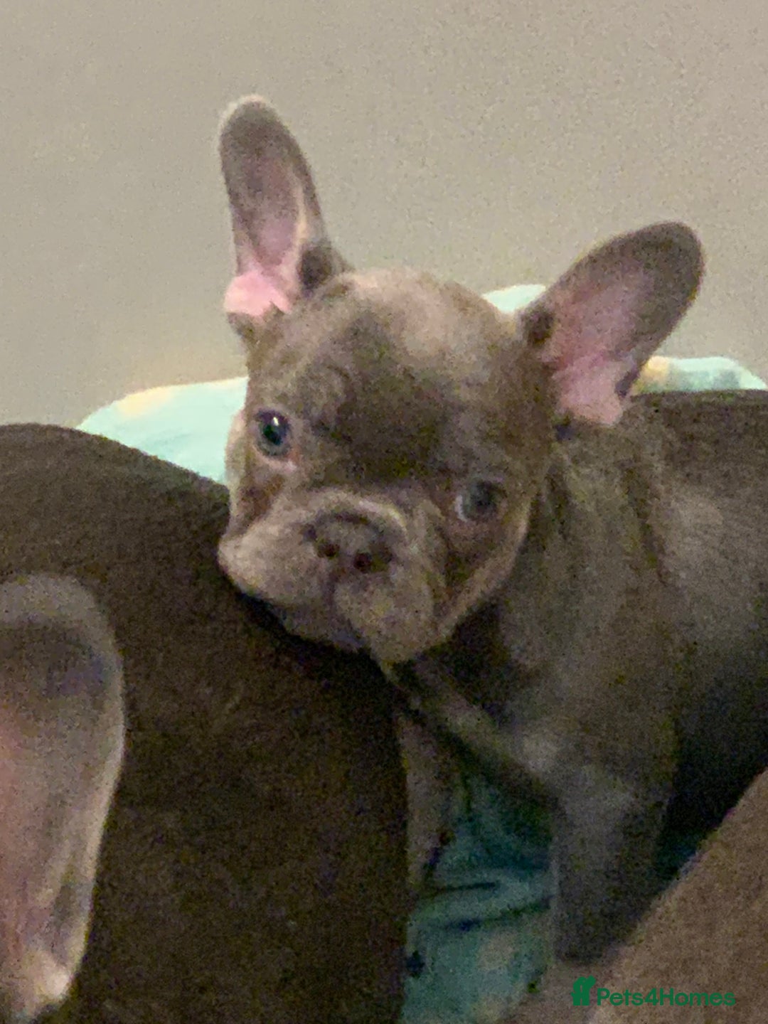 French Bulldog dogs for sale: KC LilacChocolate fully vaccinated health checked  - Image 1